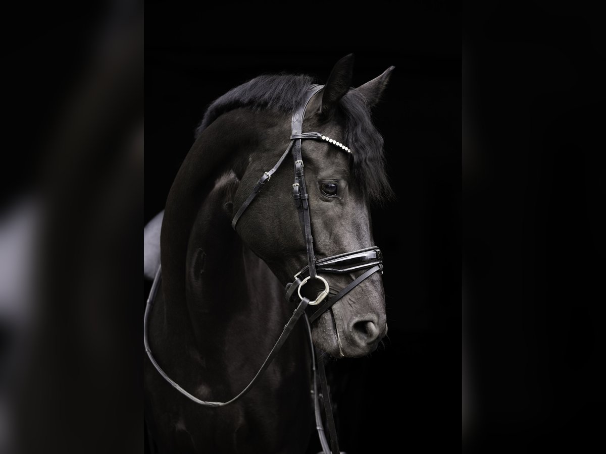 KWPN Mare 5 years 16,2 hh Black in Woerden