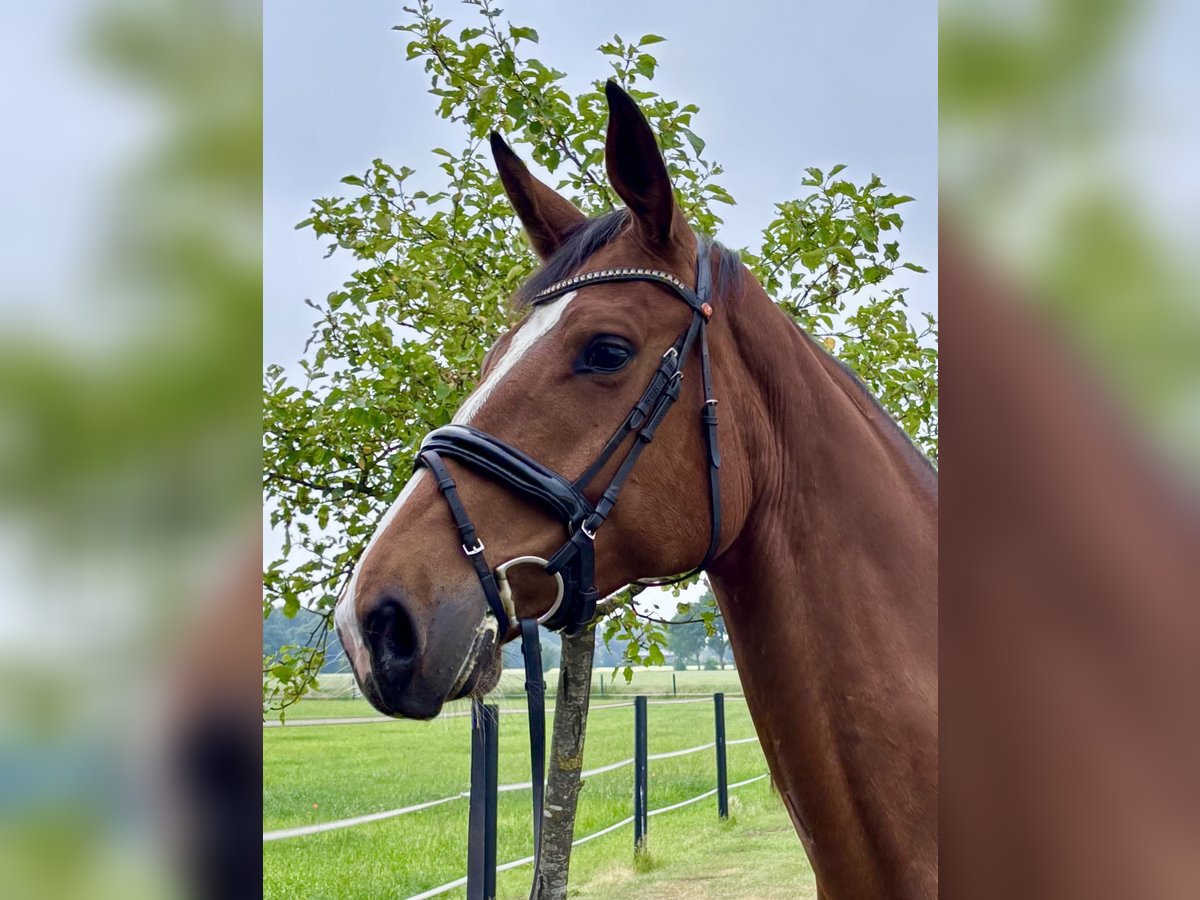 KWPN Mare 5 years 16,2 hh Brown in Herzlake