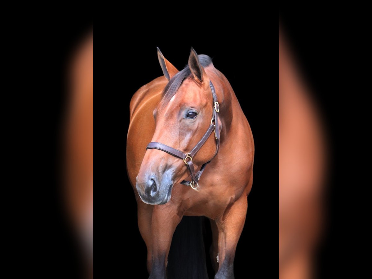 KWPN Mare 5 years 16,2 hh Brown in Schw&#xE4;bisch Gm&#xFC;nd