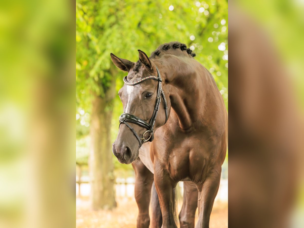 KWPN Mare 5 years 16,2 hh in Nispen