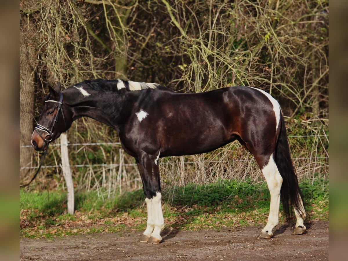 KWPN Mare 5 years 16,2 hh Pinto in Someren