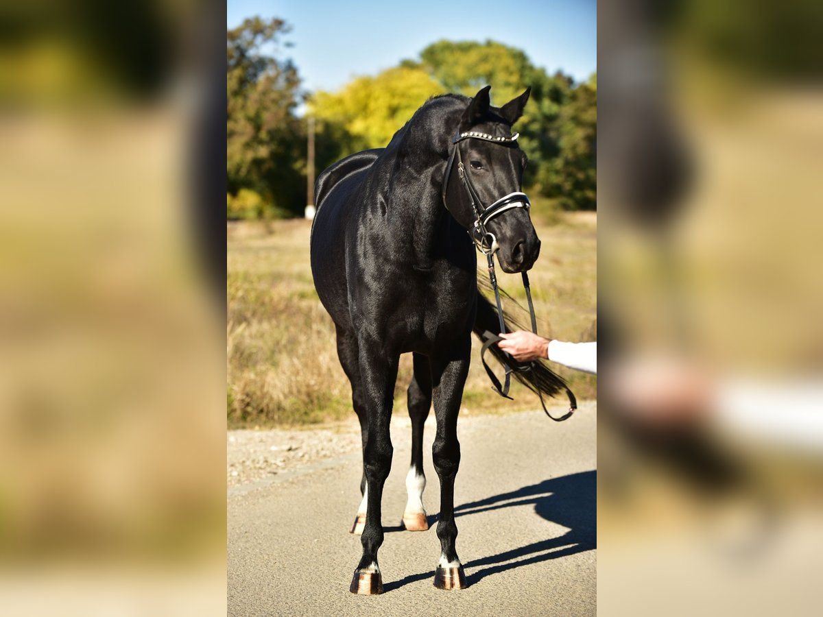 KWPN Mare 5 years 16,3 hh Black in Csabacs&#x171;d