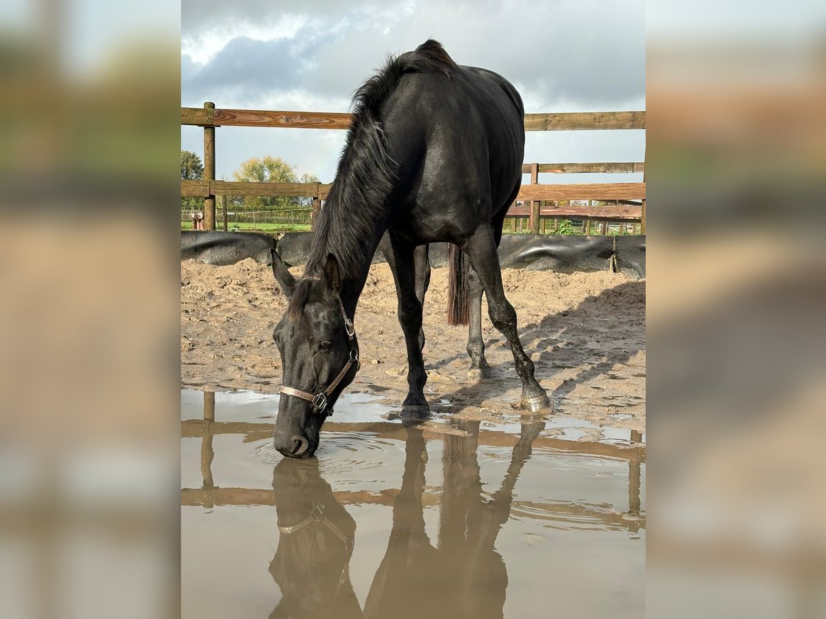 KWPN Mare 5 years 16,3 hh Black in Achtmaal KWPN Mare 5 years 16,3 hh Black in Achtmaal