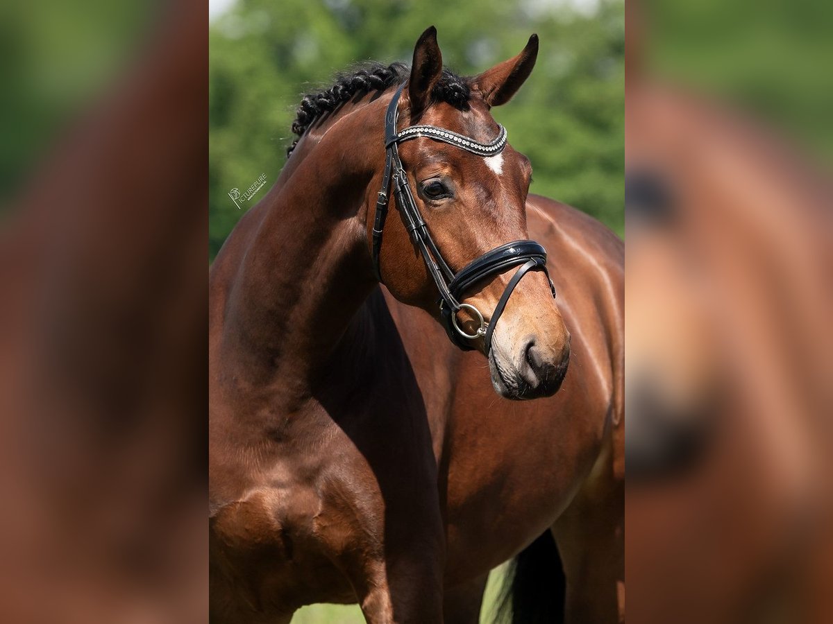 KWPN Mare 5 years 16,3 hh Brown in Peer