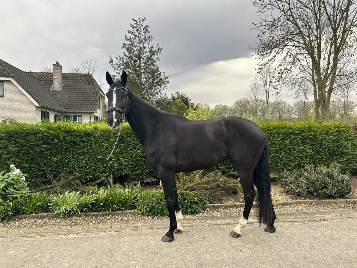 KWPN Mare 5 years 17,2 hh Black in Almere