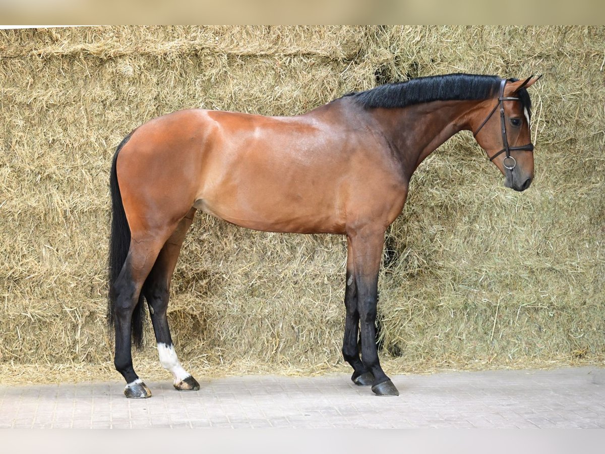 KWPN Mare 5 years 17 hh Bay in Bladel