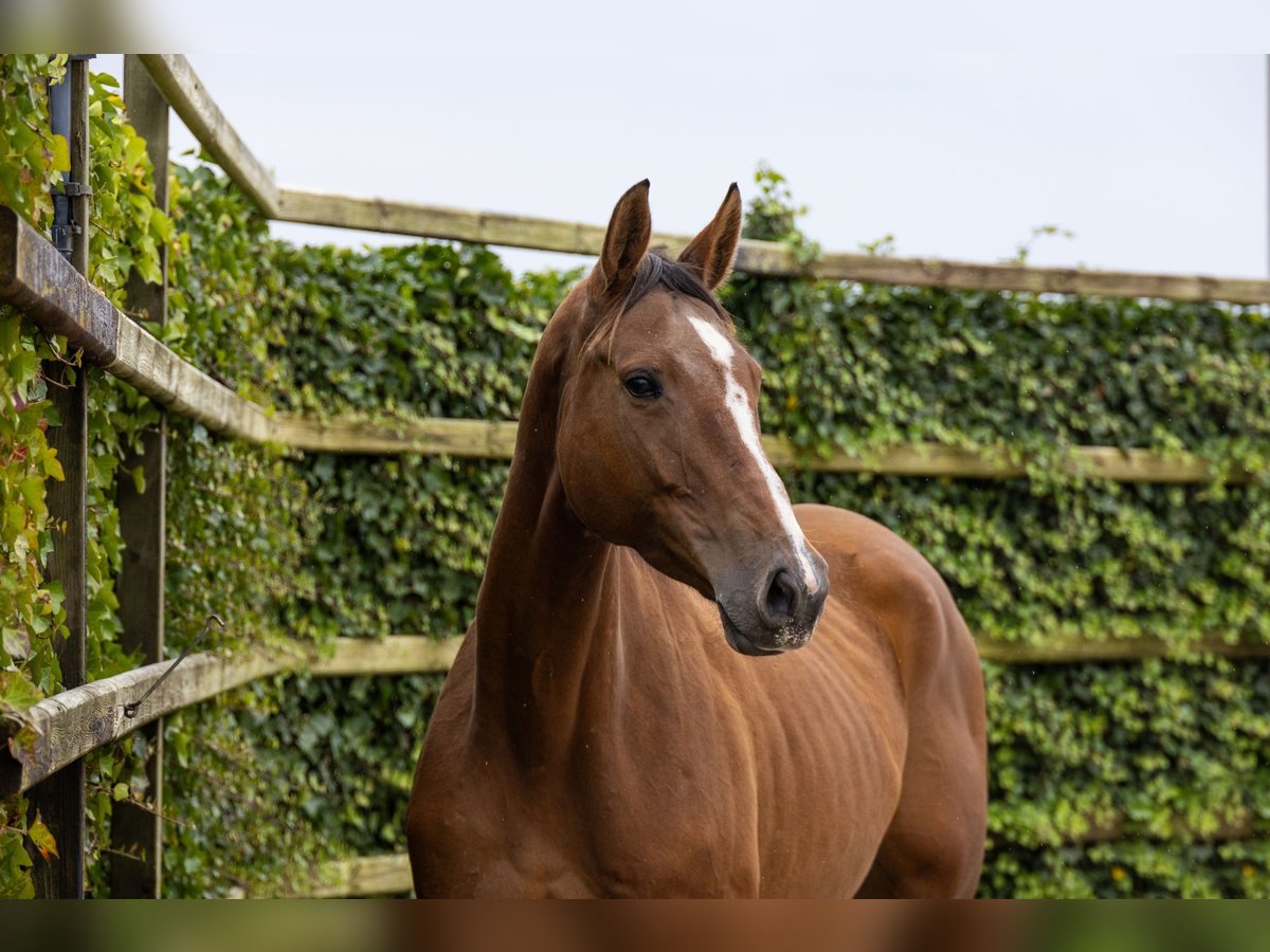 KWPN Mare 5 years 17 hh Brown in Waddinxveen