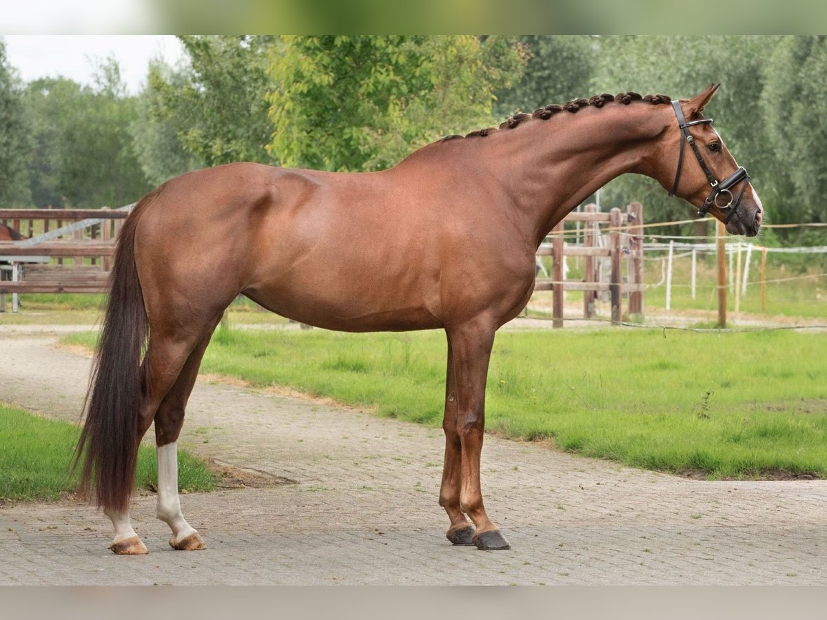 KWPN Mare 5 years 17 hh Chestnut in GROTE-BROGEL