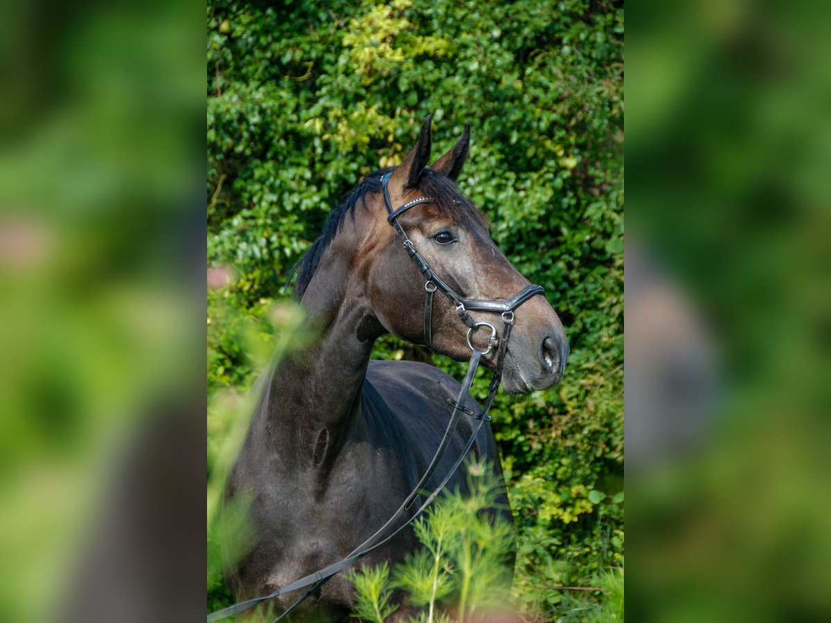 KWPN Mare 5 years 17,1 hh Gray-Dark-Tan in Oostkapelle