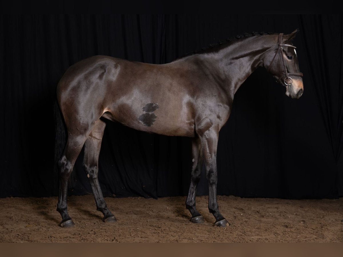 KWPN Mare 5 years Bay-Dark in Bladel