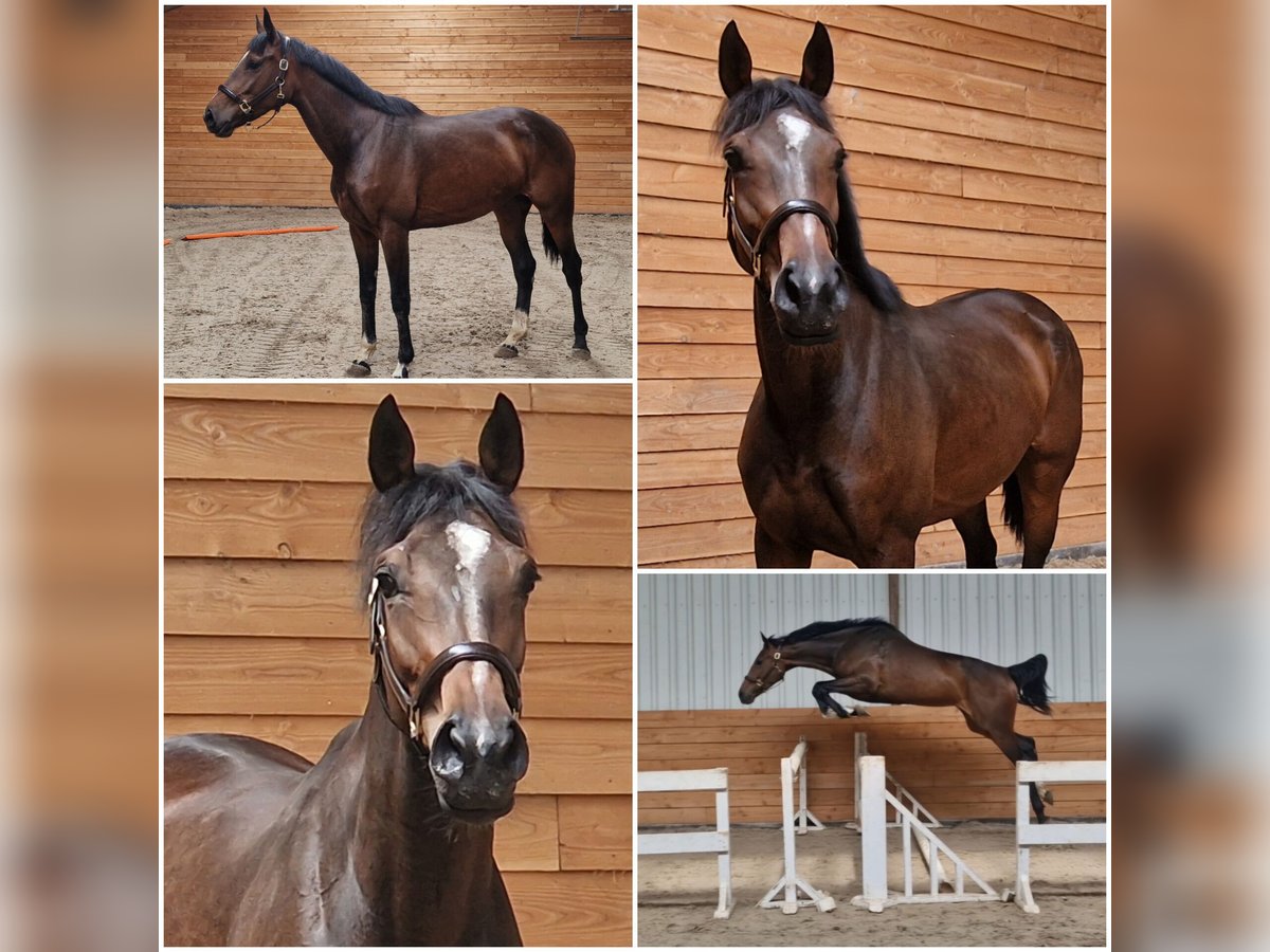 KWPN Mare 5 years Bay-Dark in Den Ham KWPN Mare 5 years Bay-Dark in Den Ham