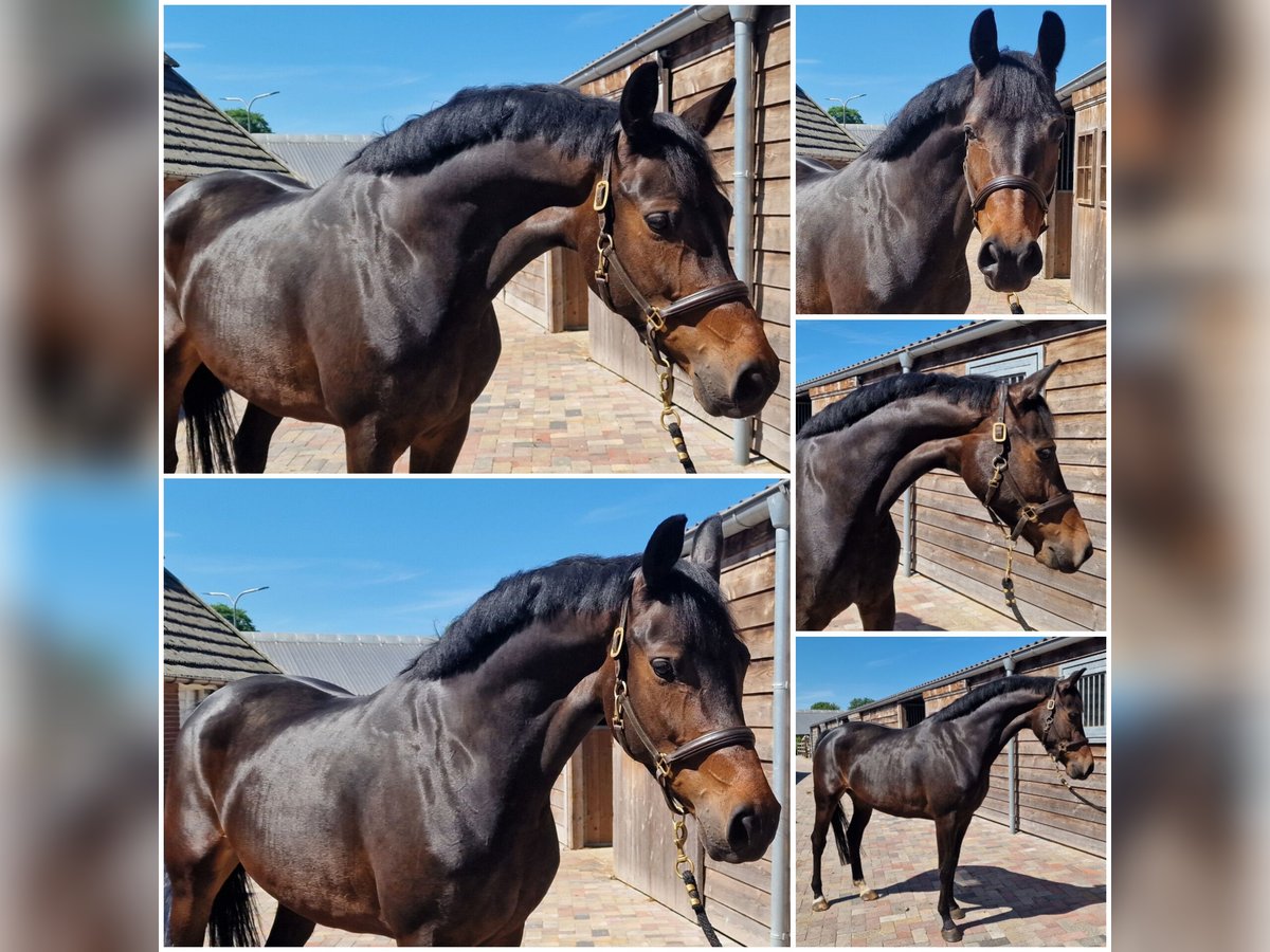 KWPN Mare 5 years in Den Ham KWPN Mare 5 years in Den Ham