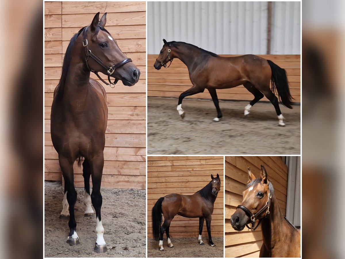 KWPN Mare 5 years in Den Ham KWPN Mare 5 years in Den Ham