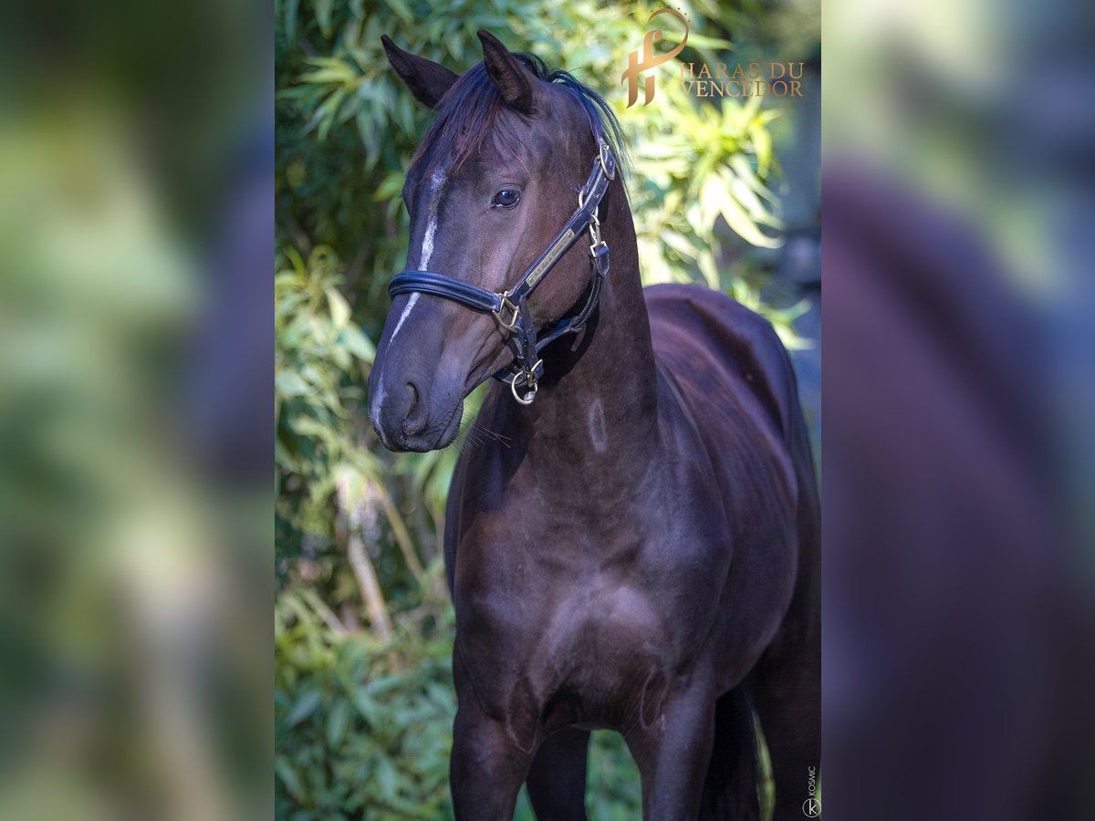 KWPN Mare 6 years 15,2 hh Black in Marly-sous-Issy