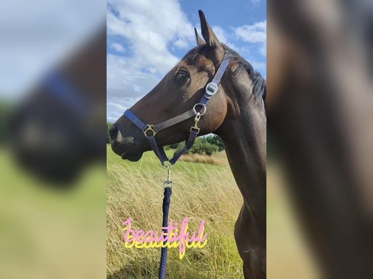 KWPN Mare 6 years 15,2 hh Smoky-Black in Bonneval