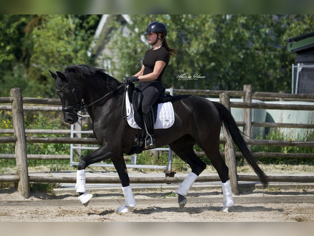 KWPN Mare 6 years 15,3 hh Black in Baambrugge