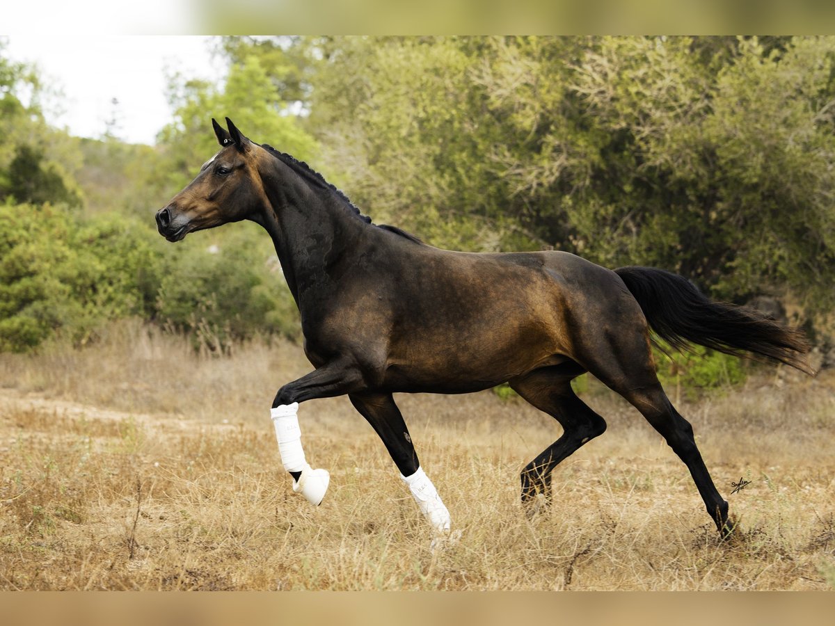 KWPN Mare 6 years 16,1 hh Bay-Dark in Vilanova I La Geltru