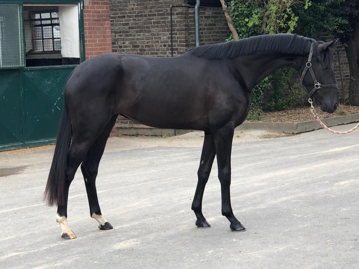 KWPN Mare 6 years 16,1 hh Black in Rees