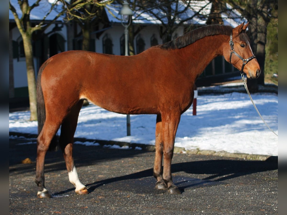 KWPN Mare 6 years 16,1 hh Brown in Halbenrain