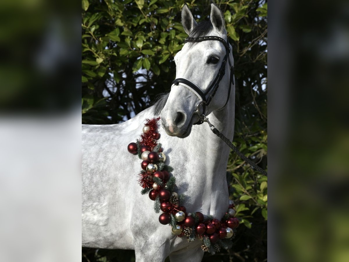 KWPN Mare 6 years 16,1 hh Gray in Düren