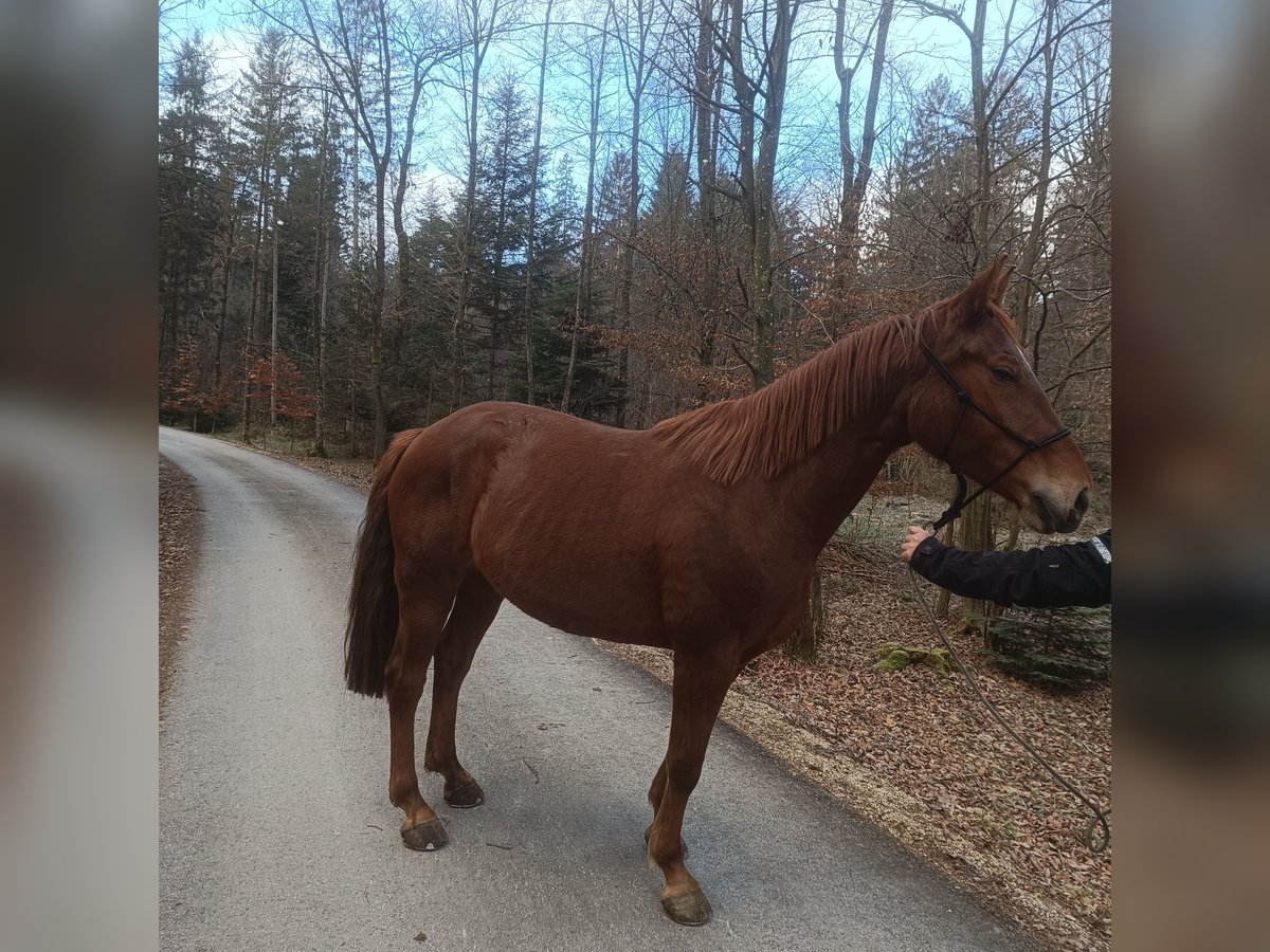 KWPN Mix Mare 6 years 16,1 hh Sorrel in Slovenske Konjice