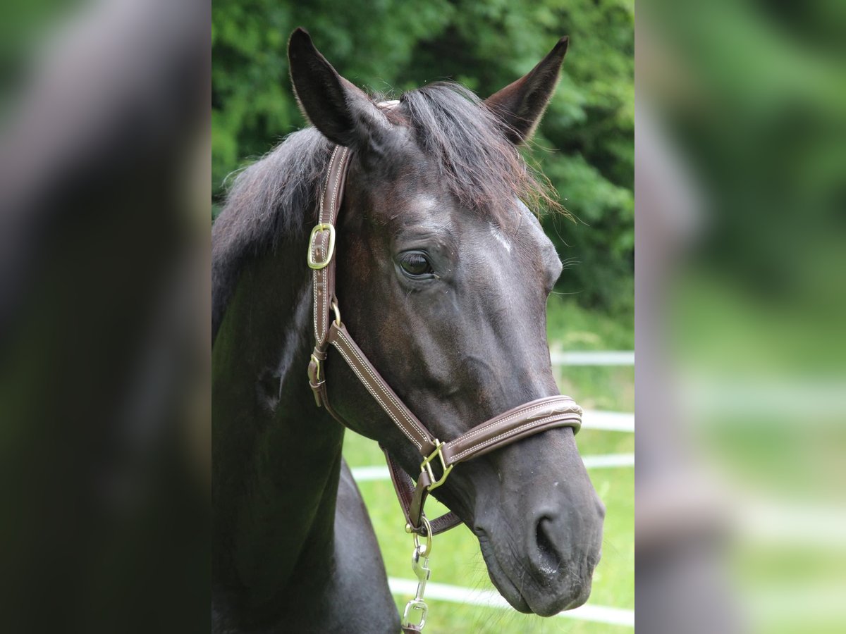 KWPN Mare 6 years 16,2 hh Black in Begnins