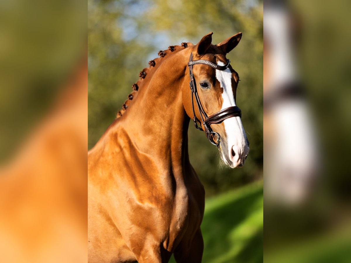 KWPN Mare 6 years 16,2 hh Chestnut-Red in Spijk