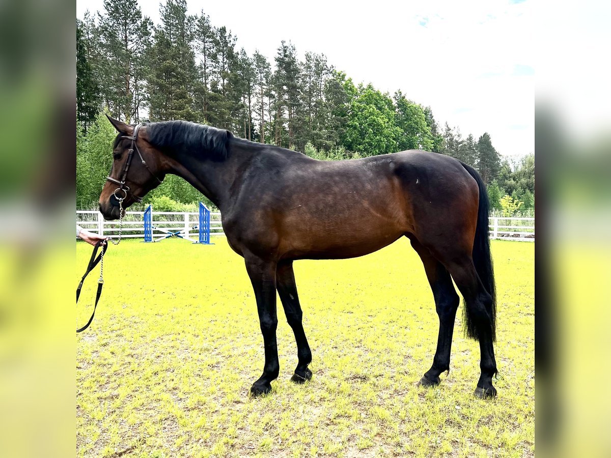 KWPN Mare 6 years 16,3 hh Brown in Wola Bogaczkowska