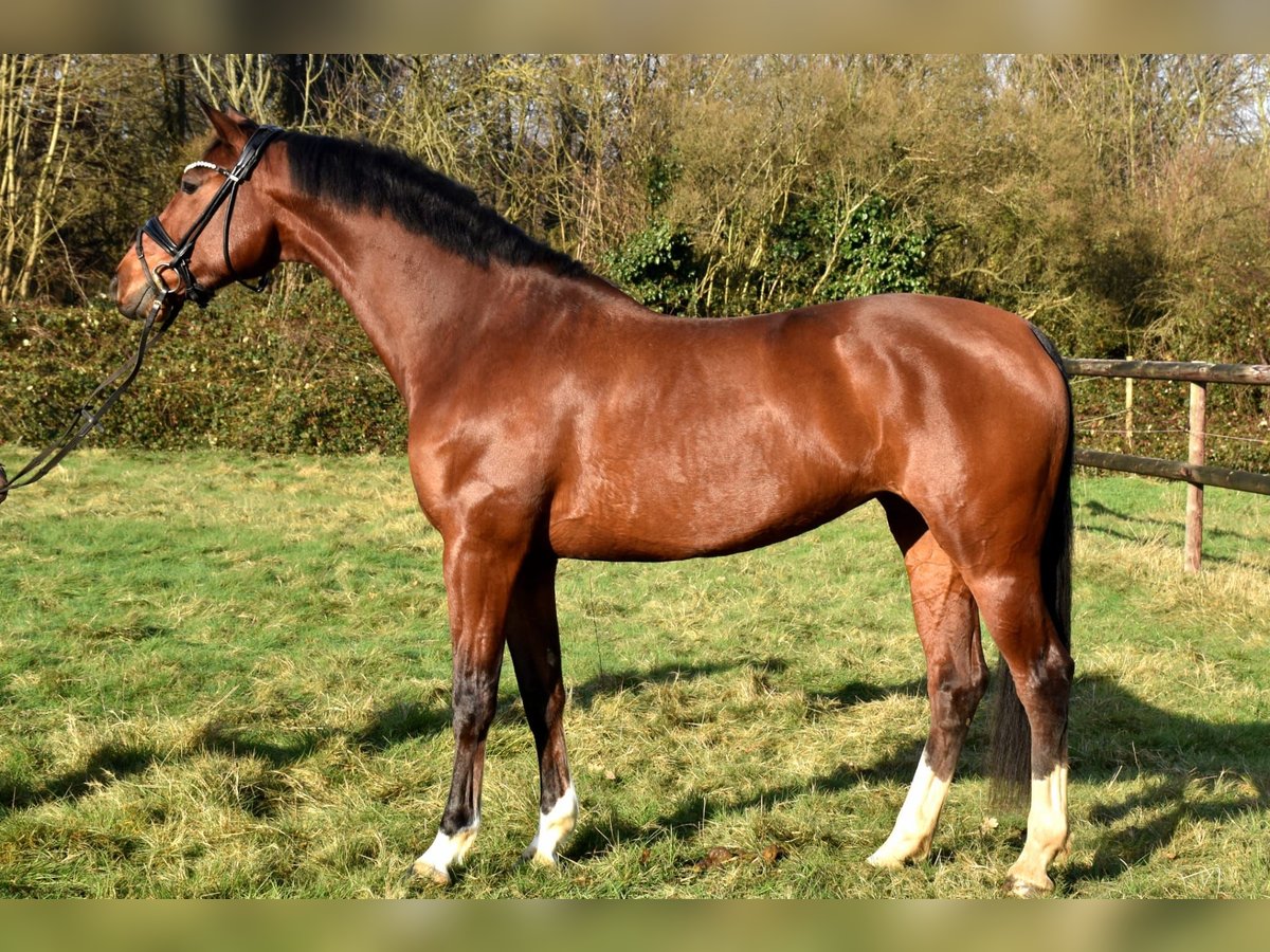 KWPN Mare 6 years 16 hh Brown in Neuss