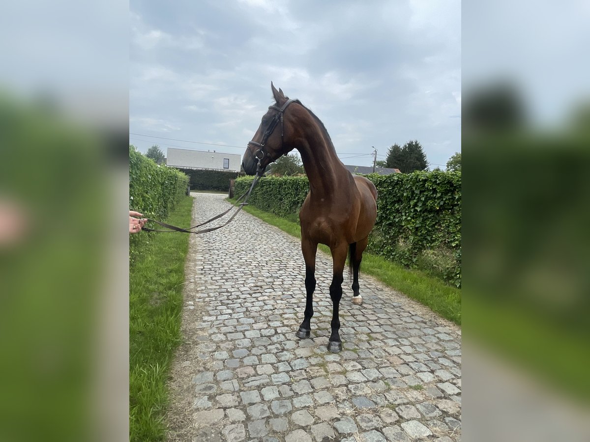 KWPN Mare 6 years 16 hh Brown in Haacht