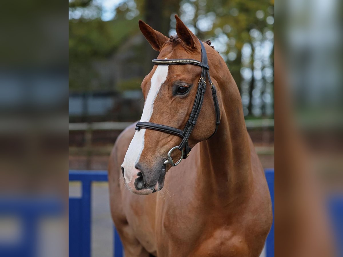 KWPN Mare 6 years 16 hh Brown in Diepholz