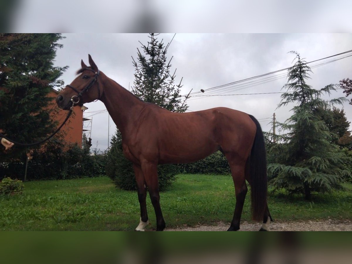 KWPN Mare 6 years 16 hh Brown in ARGENTA