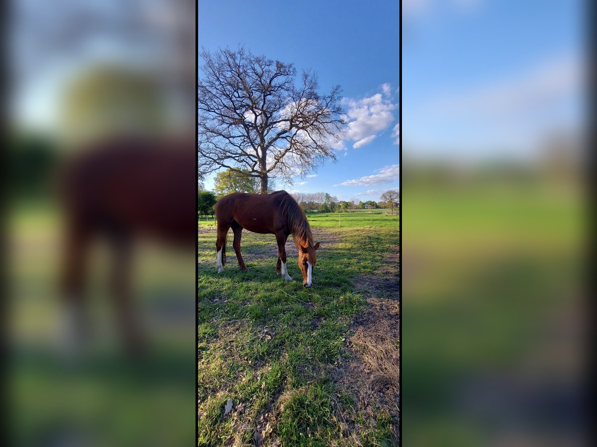 KWPN Mare 6 years 16 hh Chestnut-Red in Schwanewedesc