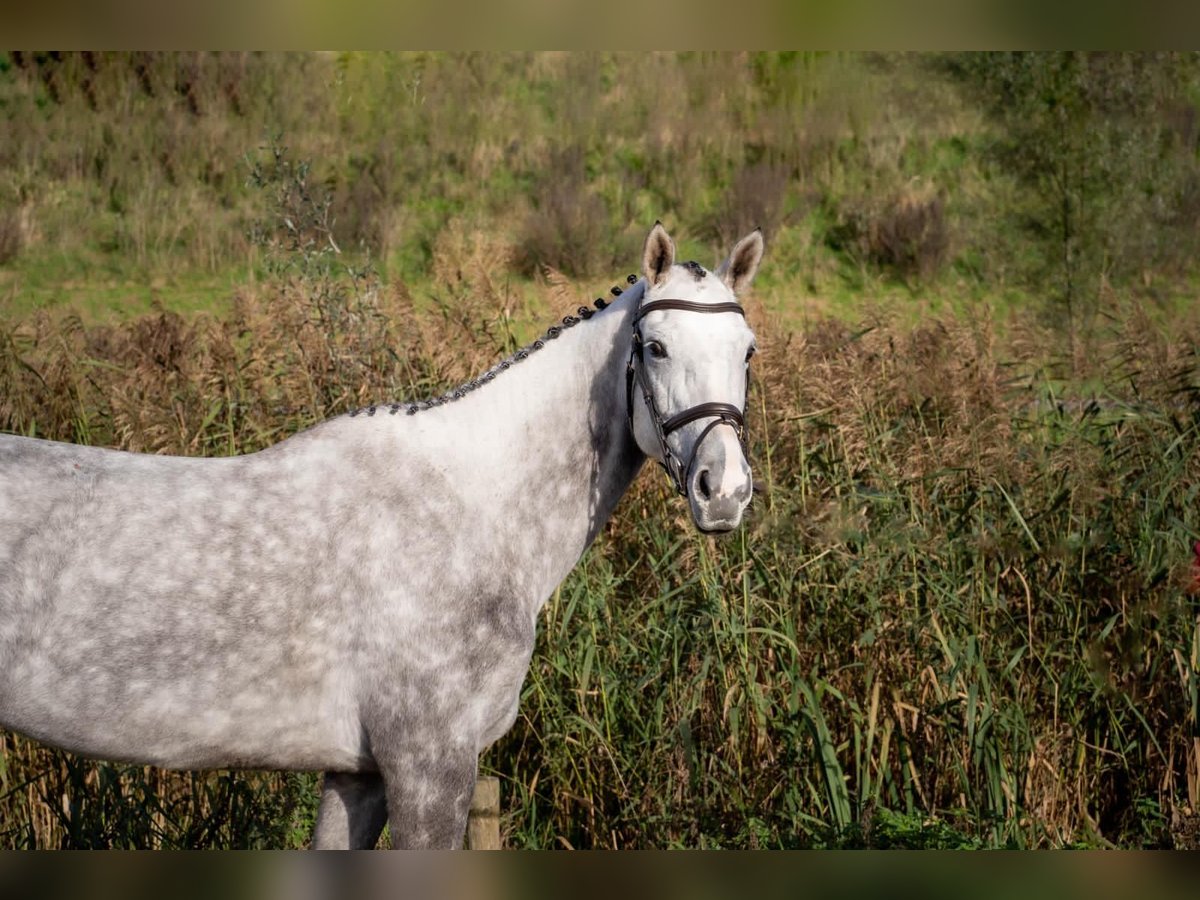 KWPN Mare 6 years 16 hh Gray in Ouderkerk aan de Amstel