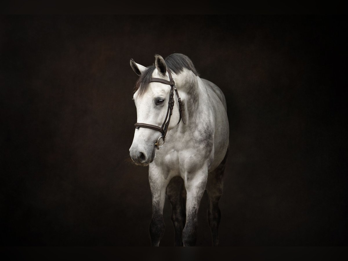 KWPN Mare 6 years 16 hh Grey-Dapple in Enschede