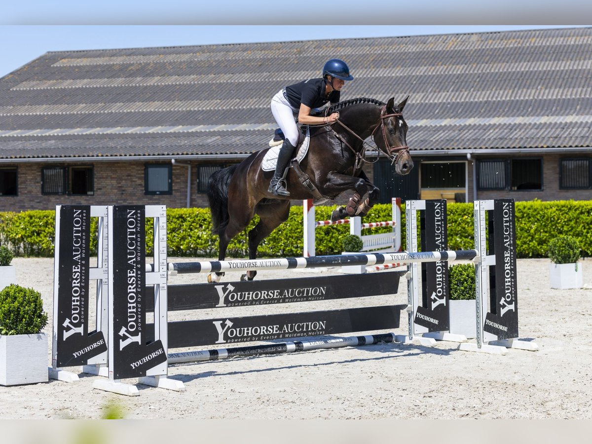 KWPN Mare 6 years 16,1 hh Bay-Dark in Waddinxveen
