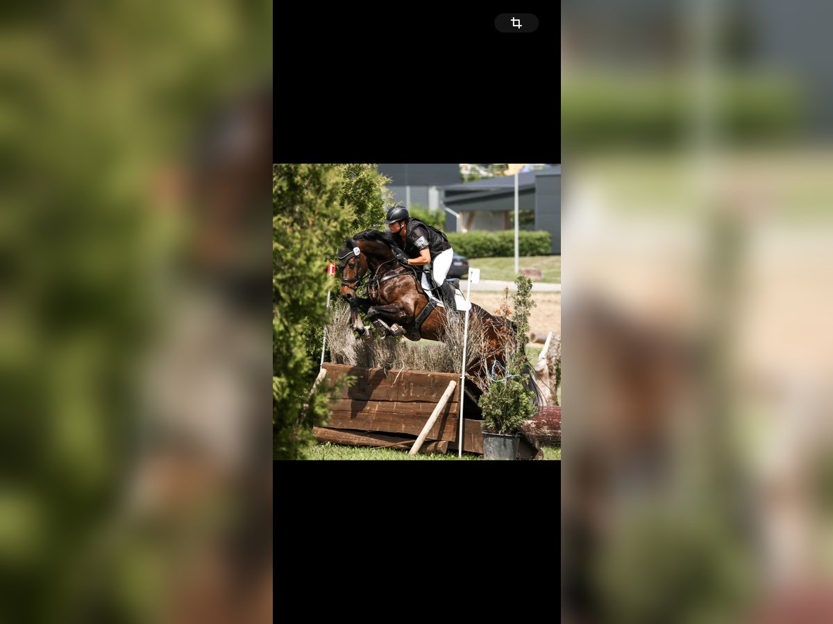 KWPN Mare 6 years 16,1 hh Bay-Dark in Metzingen