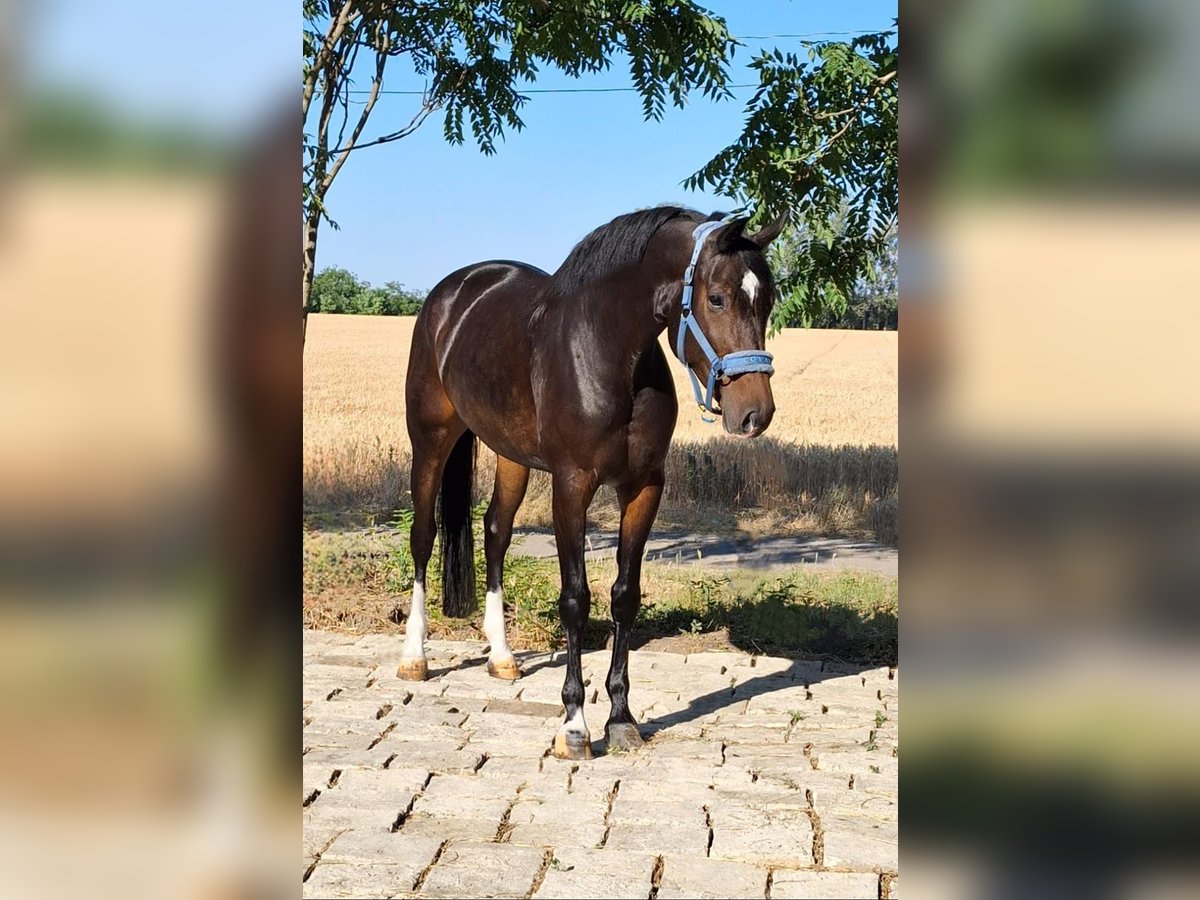 KWPN Mare 6 years 16,1 hh Brown in B&#xE9;k&#xE9;sszentandr&#xE1;s