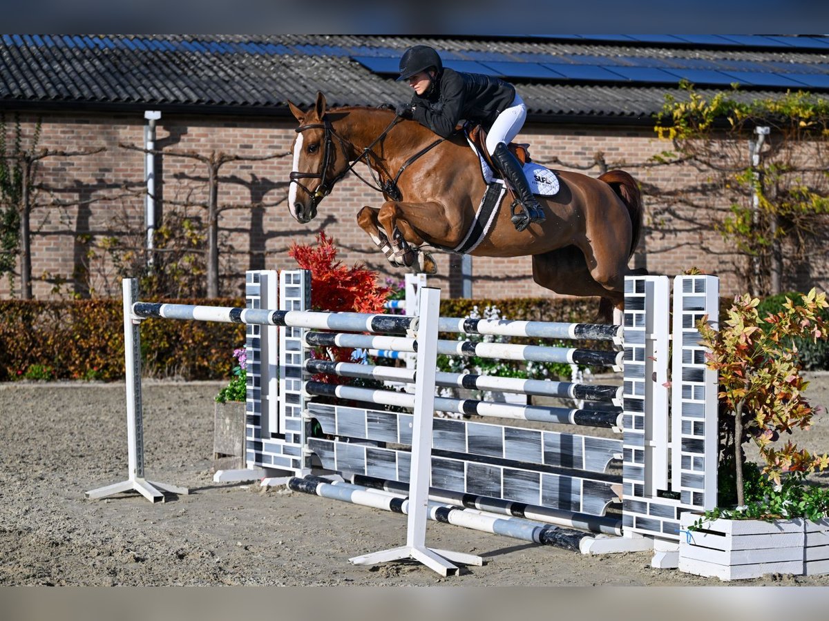 KWPN Mare 6 years 16,1 hh Chestnut-Red in Bladel