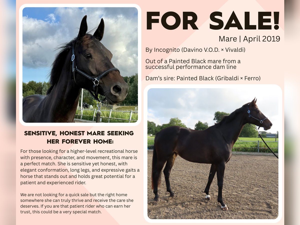 KWPN Mare 6 years 16,1 hh Smoky-Black in Witmarsum