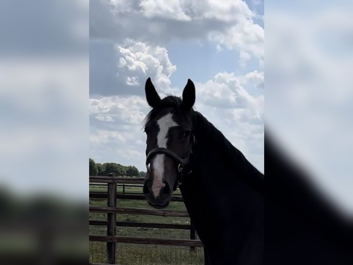 KWPN Mix Mare 6 years 16,2 hh Bay-Dark in Gouda