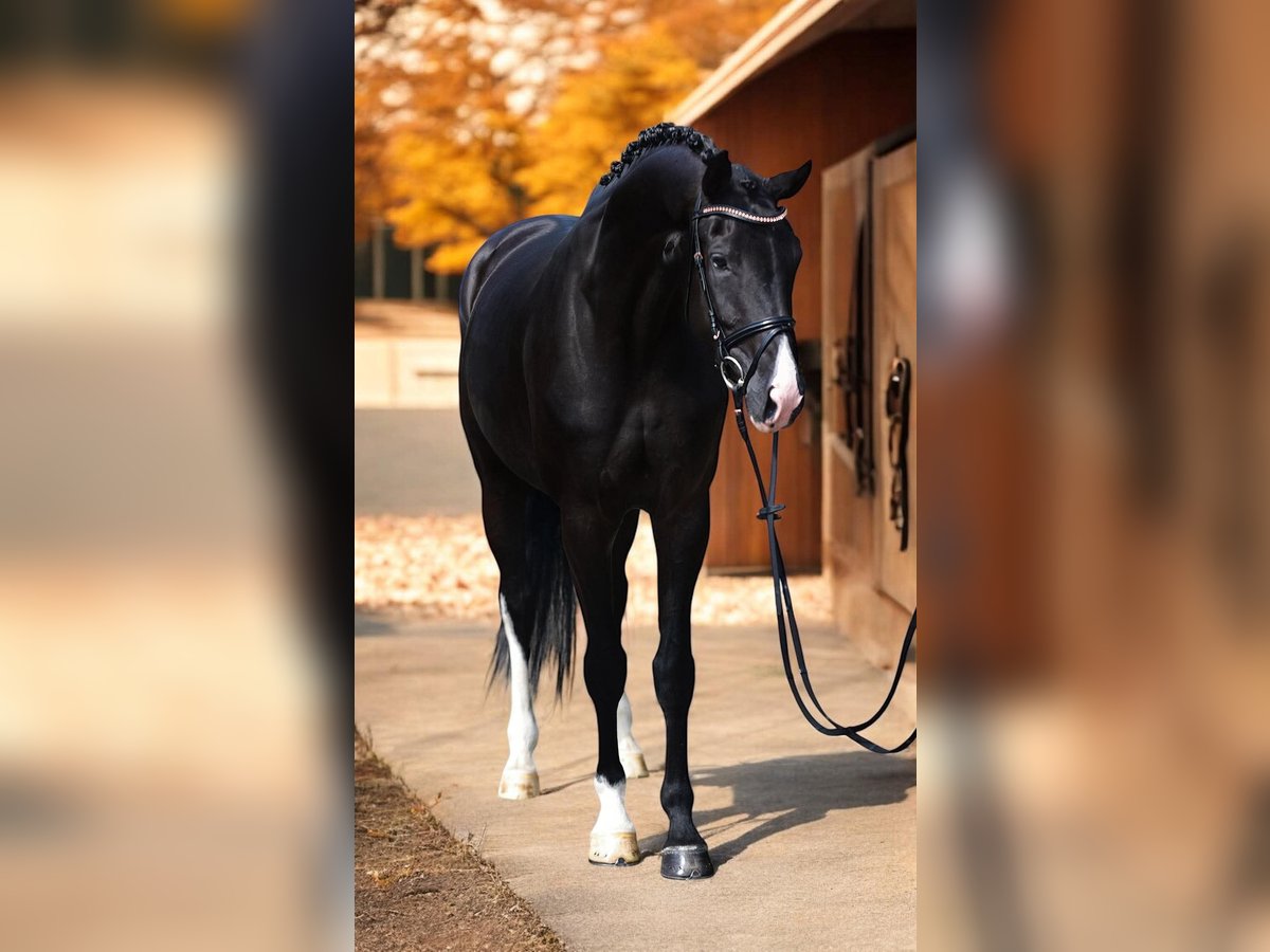 KWPN Mare 6 years 16,2 hh Black in Csabacsűd KWPN Mare 6 years 16,2 hh Black in Csabacsűd