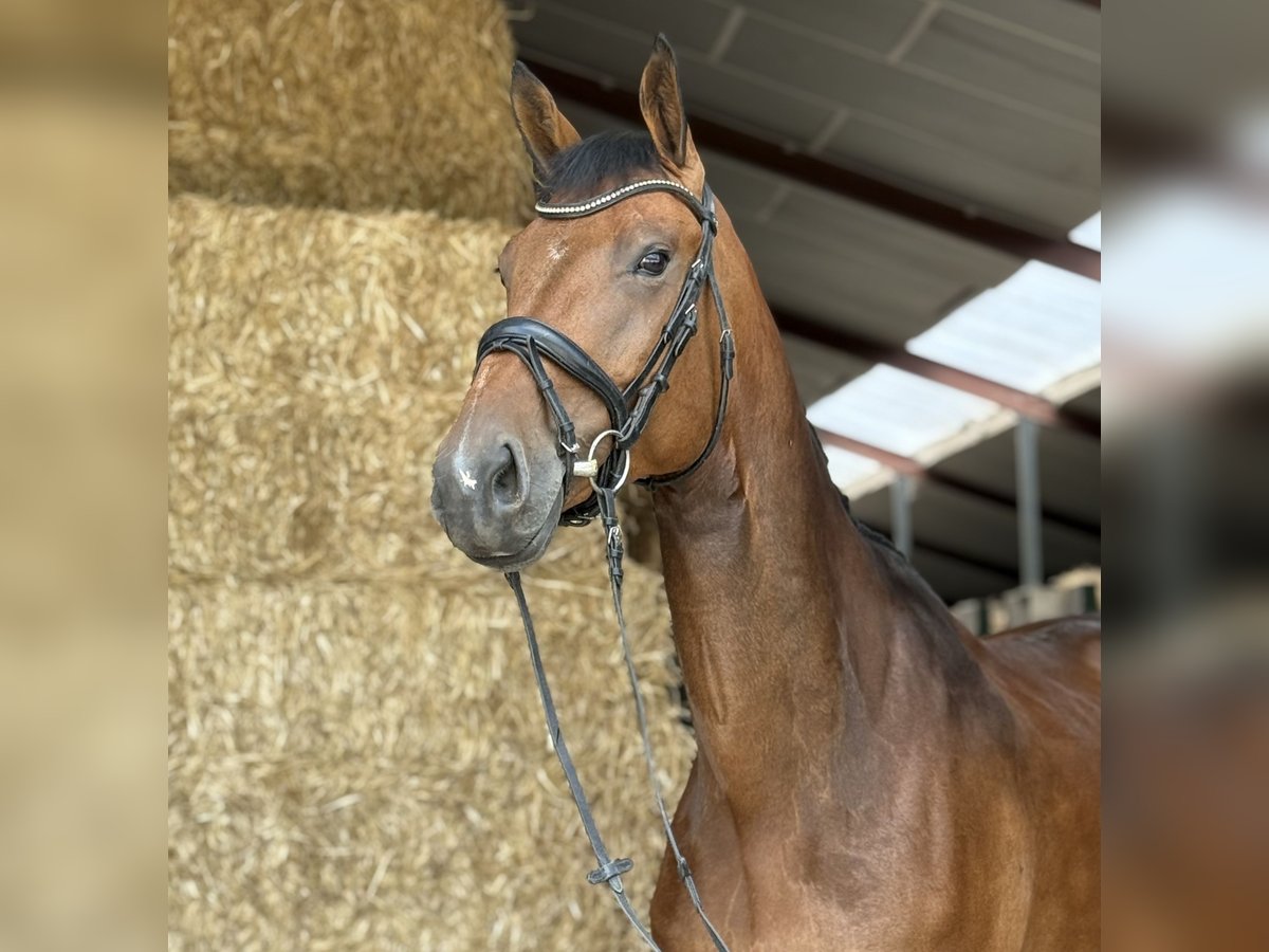 KWPN Mare 6 years 16,2 hh Brown in Oud Gastel
