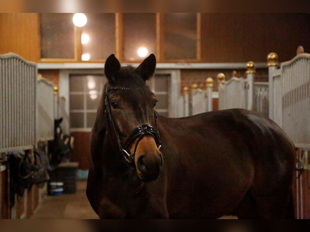 KWPN Mare 6 years 16,3 hh Bay-Dark in Heiden