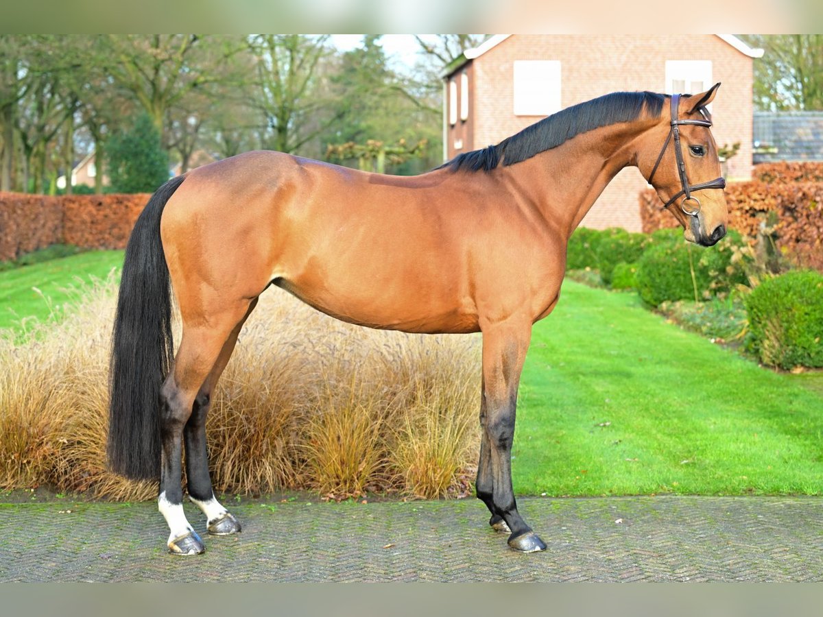 KWPN Mare 7 years 15,2 hh Brown in Bladel