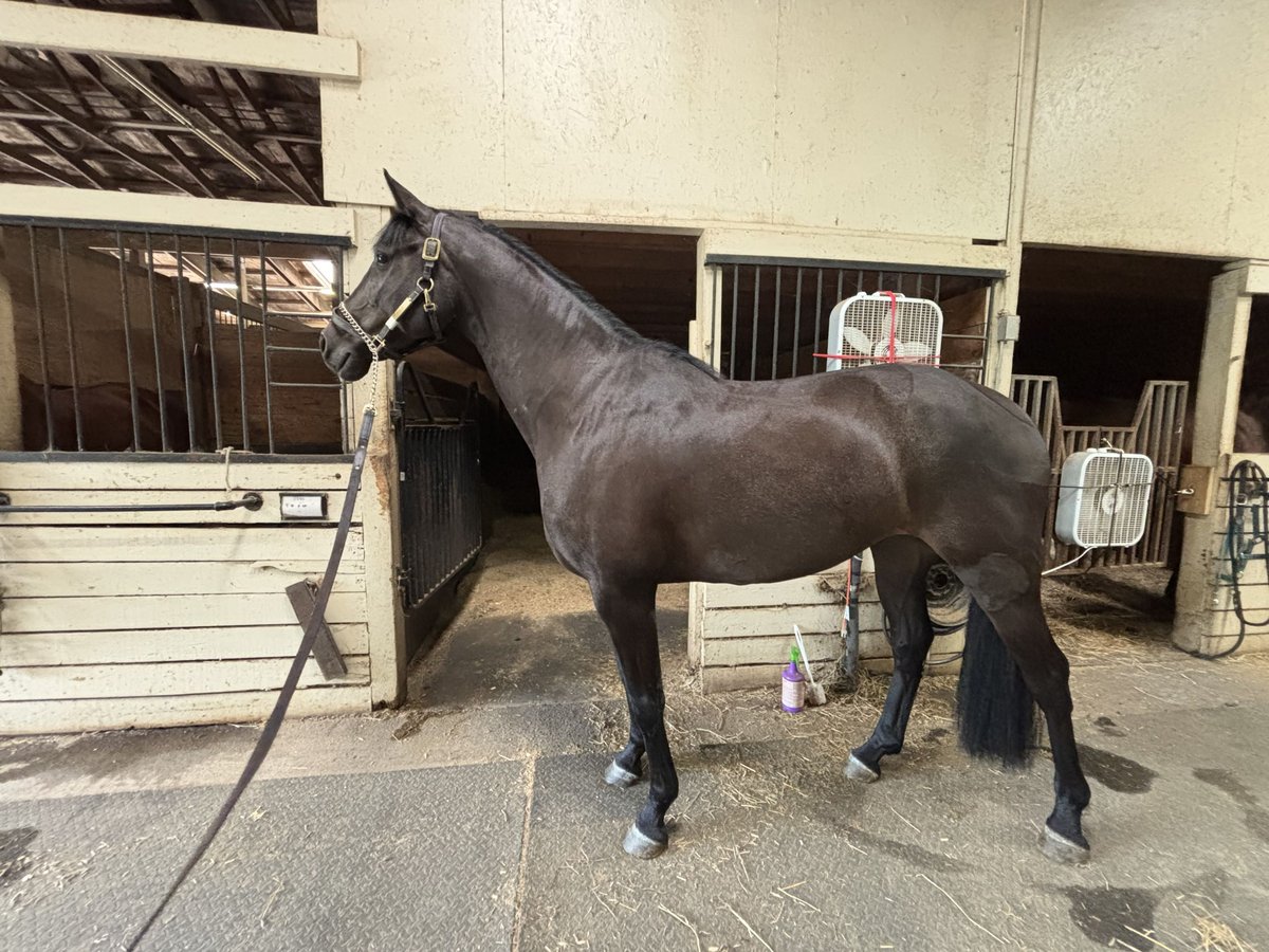 KWPN Mare 7 years 15,1 hh Black in Bristol KWPN Mare 7 years 15,1 hh Black in Bristol