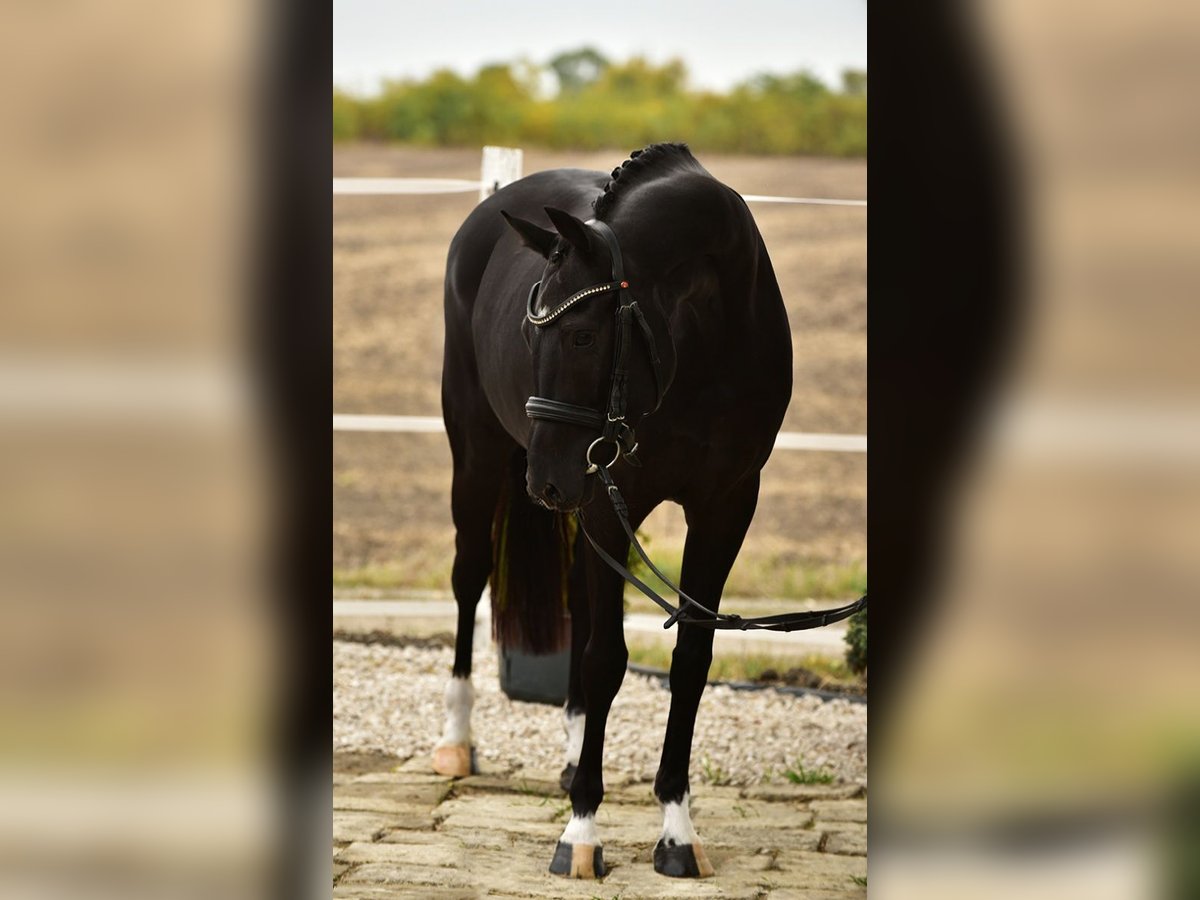 KWPN Mare 7 years 15,2 hh Black in B&#xE9;k&#xE9;sszentandr&#xE1;s