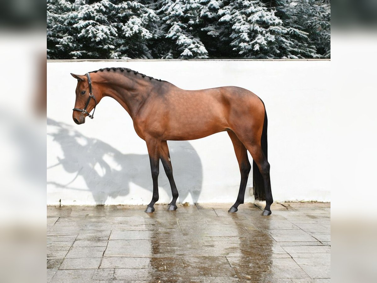 KWPN Mare 7 years 16,1 hh Bay in Kroatisch Minihof / Mjenovo