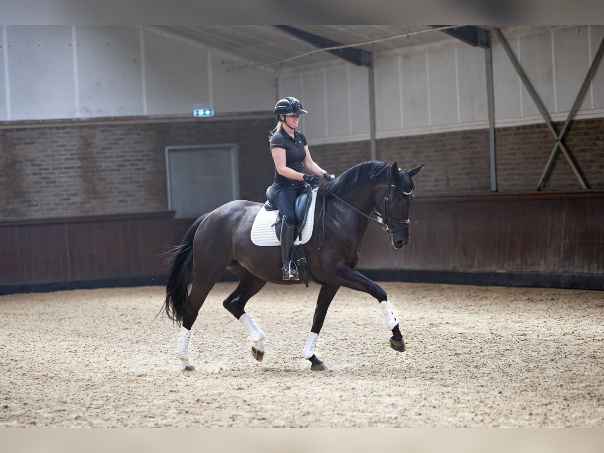 KWPN Mare 7 years 16,1 hh Black in Vijfhuizen