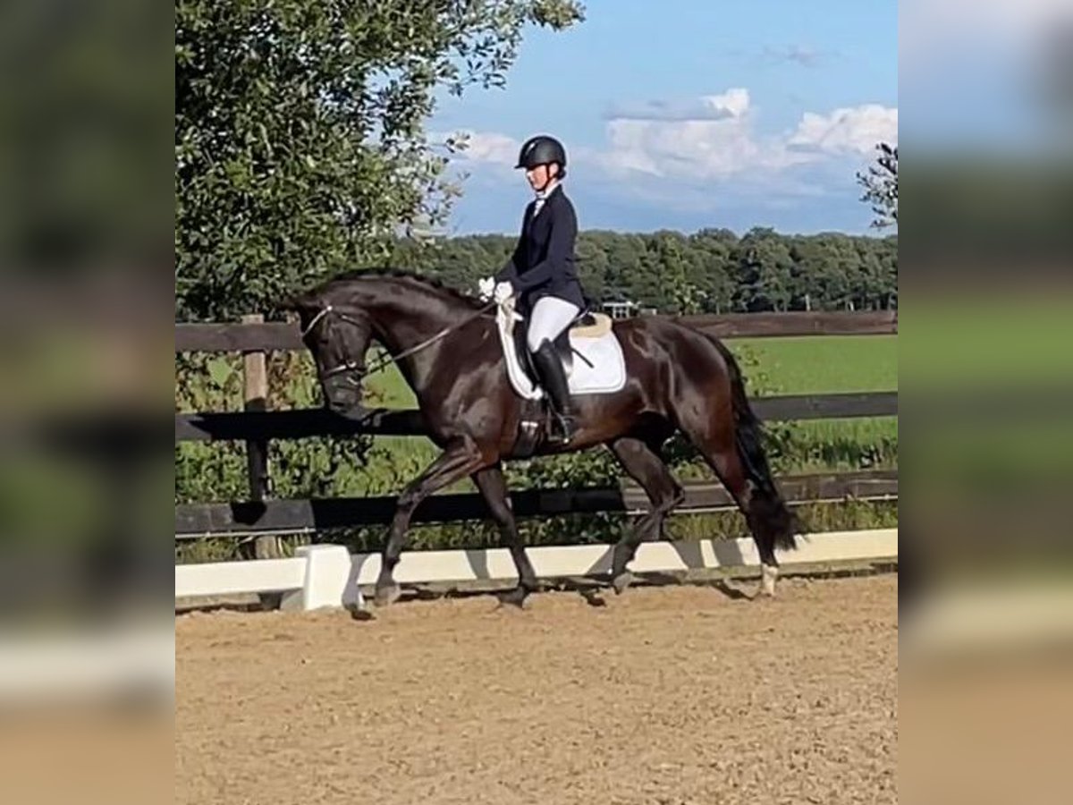 KWPN Mare 7 years 16,1 hh Black in Georgsmarienhütte